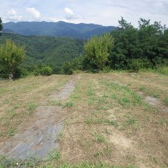 綺麗に草が片付いたカモマイル・ジャーマン畑