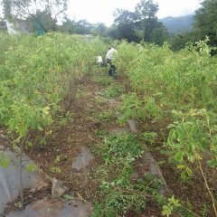 農場のローズ畑でも除草作業が続いています