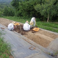 農場では畑の改良作業も行われています