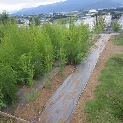 ティートゥリー畑の除草作業はここまで進みました