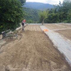 整地作業をしてから種を蒔きます