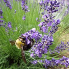 ハチさんも刈り取られては大変と大忙しで蜜を集めています