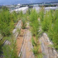 除草作業の終わったティートゥリー畑