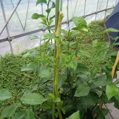 雨が止まないのでハウスの中で柑橘類の剪定作業をしました