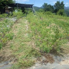 今日も炎天下の中でローズ畑の除草作業中！