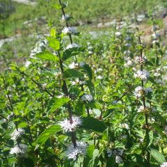 アルベンシスミントの花が咲いています