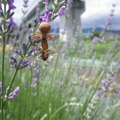 自然の摂理、蜜を集めに来たミツバチをクモが捕らえた瞬間に出会いました