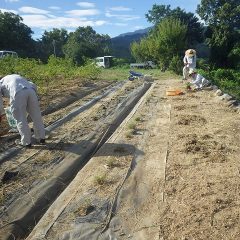 タイム・マストキナ畑の改良作業中