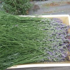 花穂も十分伸びていてトレイからはみ出てしまいます