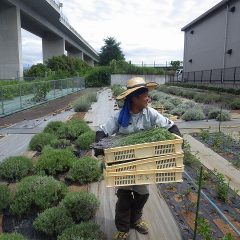 刈り取り終了