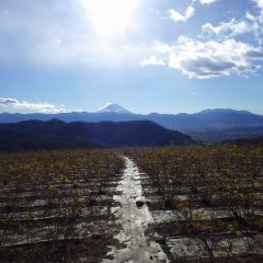 今年最後のローズ畑