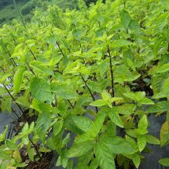 一方、梅雨の時期に元気いっぱいなのがアルベンシスミント