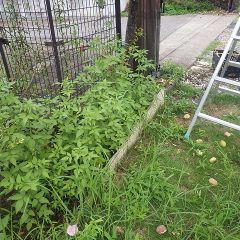 長雨続きで除草作業が出来ずアーモンドの木の下は雑草だらけになってしまっています