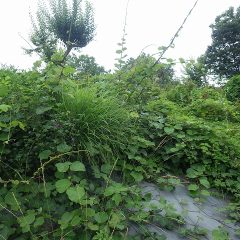 キウイフルーツはクズと雑草に覆われて見るも無残な姿になっています