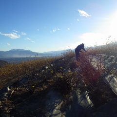 寒風に耐えながら剪定作業は続けられています