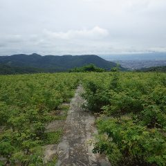 毎日のように雨が降る長梅雨