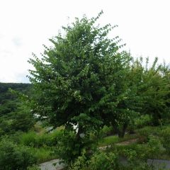 リンデンの花が咲き始めました