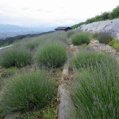 梅雨空の中で咲き誇るラベンダー・スーパーは何処か寂し気です