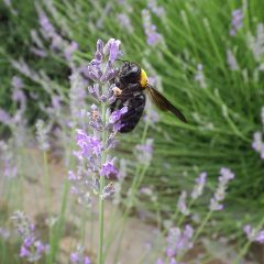細い花穂に大きなハチが必死にしがみ付いて蜜を集めています