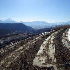 ローズ剪定作業の続き