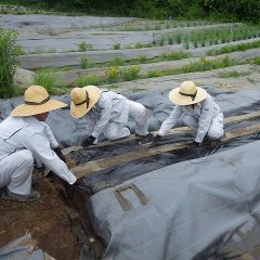 収穫・蒸留作業が一段落しても休む暇がありません