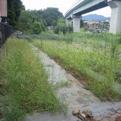 事務局横のラベンダー畑もご覧の通り