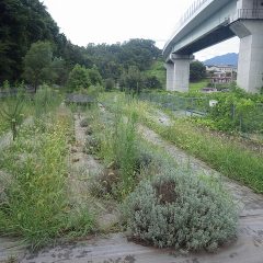 雲行きが怪しくなって来たので急いで草刈り作業に取り掛かりました