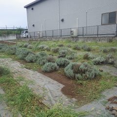 ポツポツと雨が落ち始めるなかラベンダー畑の草刈りは終了