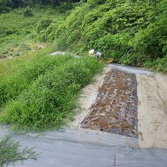 今年も必死に雑草と戦っています