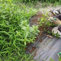 雑草の中からペパーミントを救出中
