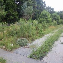 小雨が降るなかで最後の畑の草刈り作業をしました