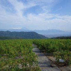 夏空に富士山が姿を現しました