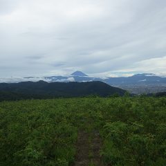 農場から久し振りに見えた富士山は山頂に雲がかかっていました