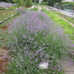 事務局横に残っていたラベンダー・スーパーは花が開ききって咲き終わりになったので雨が止んだ時に刈り取る事にしました