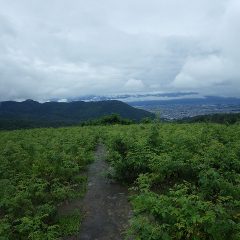 厚い雲に覆われているローズ畑ですが、今日の日中は曇りの予報