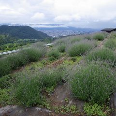 梅雨空の中で満開を迎えたラベンダー・スーパーは何処か寂し気です