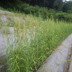 パルマローザは雄蕊を出して花粉を風に運ばせています