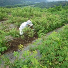 梅雨の蒸し暑い中で除草作業は続きます