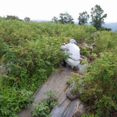 また雑草との戦いが始まっています