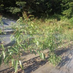 ユーカリ・レモンはようやく葉を茂らし始めました