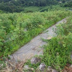 花が終わってしまったローズ畑は既に雑草だらけ