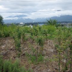 薄日の射す事務局前のローズ畑