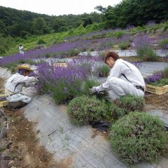 空模様が怪しくなってきたので急いで刈り取ります