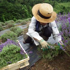 直ぐに収獲トレイは山盛りに