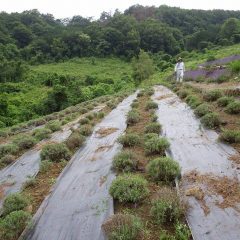 雨の降り出しと同時に本日の収獲が終了しました