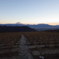 農場始めも日没まで作業は続けられました