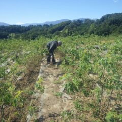 ローズ畑では除草作業が続いています