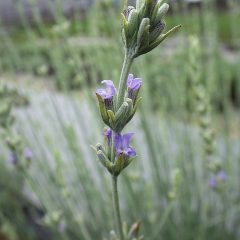 他のラベンダーの様に華やかさはありませんが清楚で凛とした花です