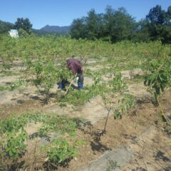 剪定作業前の最後の除草作業