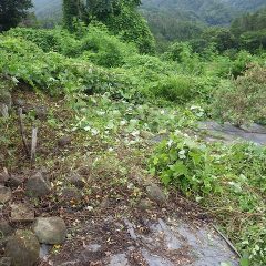 大量の雑草を取り除いてようやく地面が見えてきました